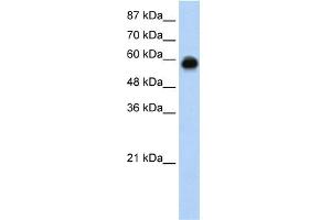 WB Suggested Anti-KEAP1 Antibody Titration:  0. (KEAP1 抗体  (C-Term))