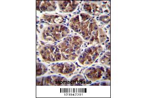 GDF5 Antibody immunohistochemistry analysis in formalin fixed and paraffin embedded human stomach tissue followed by peroxidase conjugation of the secondary antibody and DAB staining. (GDF5 抗体  (C-Term))