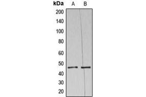 Western blot analysis of NAP1 expression in HeLa (A), THP1 (B) whole cell lysates. (NAPSA 抗体  (N-Term))