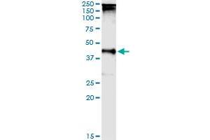 Immunoprecipitation of TARBP2 transfected lysate using anti-TARBP2 MaxPab rabbit polyclonal antibody and Protein A Magnetic Bead , and immunoblotted with TARBP2 purified MaxPab mouse polyclonal antibody (B01P) . (TARBP2 抗体  (AA 1-366))