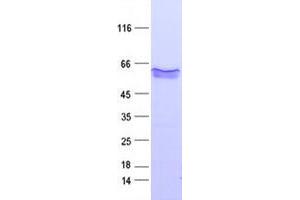 Western Blotting (WB) image for Von Willebrand Factor (VWF) protein (DYKDDDDK Tag) (ABIN2735406)
