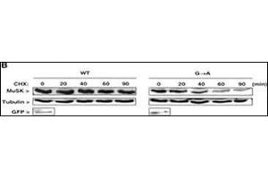 HA-tagged MuSK and GFP constructs were transfected into C2C12 cells.
