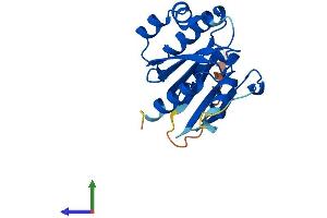 Protein Structure (PS) image for ADP-Ribosylation Factor-Like 16 (ARL16) (AA 1-197) protein (His tag) (ABIN7552301)