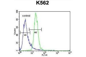PRKAA2 (Thr172) Antibody (Center) flow cytometric analysis of K562 cells (right histogram) compared to a negative control cell (left histogram).
