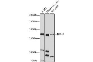 Western blot analysis of extracts of various cell lines, using USP40 antibody (ABIN7271162) at 1:1000 dilution. (USP40 抗体  (AA 1173-1247))