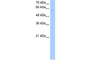 WB Suggested Anti-STEAP4 Antibody Titration:  0. (STEAP4 抗体  (C-Term))