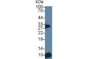 Detection of Iga in Mouse Spleen lysate using Polyclonal Antibody to Immunoglobulin Associated Alpha (Iga) (CD79a 抗体  (AA 30-193))