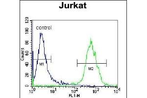 OR4N4 Antibody (N-term) (ABIN655423 and ABIN2844961) flow cytometric analysis of Jurkat cells (right histogram) compared to a negative control cell (left histogram). (OR4N4 抗体  (N-Term))