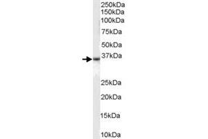 DARC polyclonal antibody  (0. (DARC 抗体)