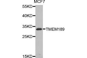 Western blot analysis of extracts of MCF7 cells, using TMEM189 antibody. (TMEM189 抗体)
