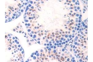 Detection of ELA1 in Mouse Testis Tissue using Polyclonal Antibody to Pancreatic Elastase 1 (ELA1) (CELA1 抗体  (AA 44-259))