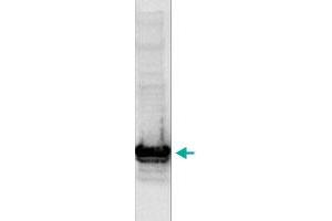 Western blot analysis using the Histone H3 (K9me2) polyclonal antibody . (Histone 3 抗体  (H3K9me2))