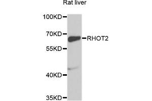 Western blot analysis of extracts of rat liver, using RHOT2 antibody (ABIN5975356) at 1/1000 dilution. (RHOT2 抗体)