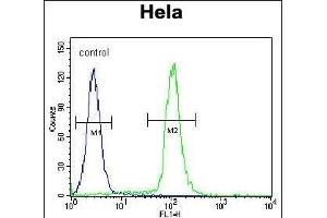 GDF6 Antibody (N-term) (ABIN655618 and ABIN2845098) flow cytometric analysis of Hela cells (right histogram) compared to a negative control cell (left histogram). (GDF6 抗体  (N-Term))