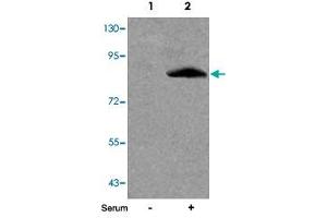 Western blot analysis of extracts from 293 cells untreated (Lane 1) or treated (Lane 2) with serum using FOXO1 (phospho S256) polyclonal antibody . (FOXO1 抗体  (pSer256))