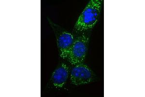 Immunofluorescent analysis of 4 % paraformaldehyde-fixed, 0. (COX IV 抗体  (AA 49-83))