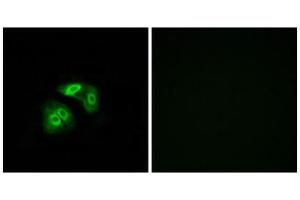 Immunofluorescence (IF) image for anti-Vomeronasal 1 Receptor 5 (VN1R5) (Internal Region) antibody (ABIN1853366) (VN1R5 抗体  (Internal Region))