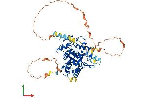 AlphaFold protein structure predicition of Human Recombinant ATG4D Protein, UniprotID Q86TL0