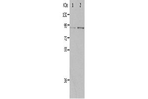 Western Blotting (WB) image for anti-Progesterone Immunomodulatory Binding Factor 1 (PIBF1) antibody (ABIN2426351) (PIBF1 抗体)