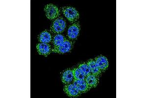 Confocal immunofluorescent analysis of D Antibody (C-term) (ABIN655179 and ABIN2844796) with Hela cell followed by Alexa Fluor 488-conjugated goat anti-rabbit lgG (green). (DPP3 抗体  (C-Term))