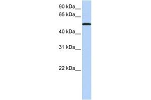 WB Suggested Anti-SIGLEC6 Antibody Titration:  0. (SIGLEC6 抗体  (N-Term))