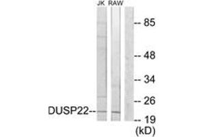 Western blot analysis of extracts from RAW264. (DUSP22 抗体  (AA 121-170))