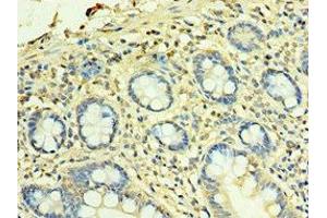 Immunohistochemistry of paraffin-embedded human small intestine tissue using ABIN7166178 at dilution of 1:100 (TFG 抗体  (AA 1-240))