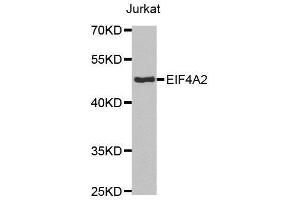 Western blot analysis of extracts of Jurkat cell lines, using EIF4A2 antibody. (EIF4A2 抗体  (AA 1-270))