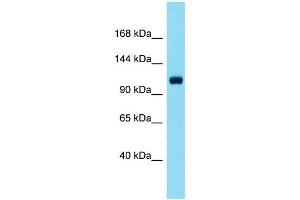Host: Rabbit  Target Name: Scube1  Sample Tissue: Mouse Liver lysates  Antibody Dilution: 1. (SCUBE1 抗体  (C-Term))