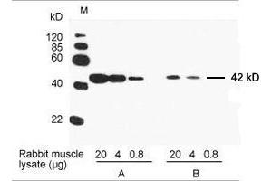 Western Blotting (WB) image for anti-Actin, beta (ACTB) antibody (ABIN962807)