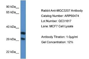 Western Blotting (WB) image for anti-Methylthioribose-1-Phosphate Isomerase 1 (Mri1) (N-Term) antibody (ABIN2788458) (MRI1 抗体  (N-Term))