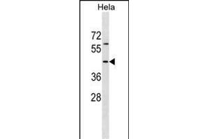 RBM41 Antibody (C-term) (ABIN1537118 and ABIN2849966) western blot analysis in Hela cell line lysates (35 μg/lane).