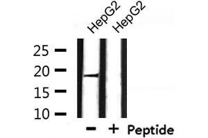 Western blot analysis of extracts from HepG2, using BORG3 Antibody. (CDC42EP5 抗体  (N-Term))