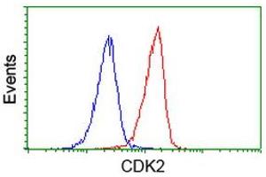 Image no. 2 for anti-Cyclin-Dependent Kinase 2 (CDK2) antibody (ABIN1497395) (CDK2 抗体)