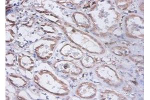 Immunohistochemistry of paraffin-embedded human kidney tissue using ABIN7153940 at dilution of 1:100 (PRKCSH 抗体  (AA 15-302))