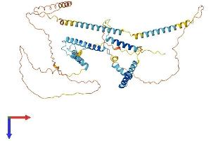 NSRP1 Protein (AA 1-558) (His tag)