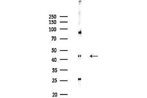 Western blot analysis of lysates from MCF7 cells(heat-shock,45 min treatment), using CDKL1 Antibody at 1/1000 dilution.