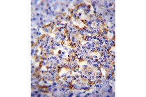 CMGA Antibody (C-term) (ABIN655729 and ABIN2845176) immunohistochemistry analysis in formalin fixed and paraffin embedded human pancreas tissue followed by peroxidase conjugation of the secondary antibody and DAB staining. (Chromogranin A 抗体  (C-Term))
