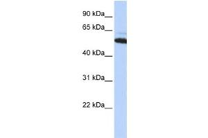 Western Blotting (WB) image for anti-Arginyltransferase 1 (ATE1) antibody (ABIN2459226)