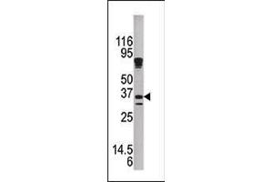 Western blot analysis of anti-KLK9 Pab (ABIN390306 and ABIN2840746) in mouse brain tissue lysate. (Kallikrein 9 抗体  (N-Term))