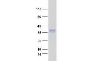 Validation with Western Blot (MAGEH1 Protein (Myc-DYKDDDDK Tag))