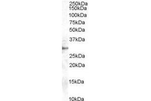 Image no. 1 for anti-Dimethylarginine Dimethylaminohydrolase 2 (DDAH2) (C-Term) antibody (ABIN374148) (DDAH2 抗体  (C-Term))