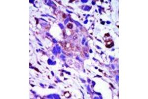 Image no. 1 for anti-Polo-Like Kinase 1 (PLK1) (C-Term) antibody (ABIN360333) (PLK1 抗体  (C-Term))