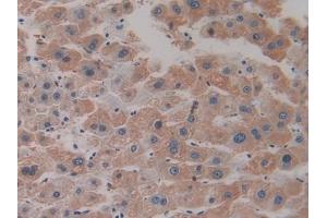 Immunohistochemistry (IHC) image for anti-Hepcidin Antimicrobial Peptide (HAMP) (AA 25-84) antibody (ABIN7427882)