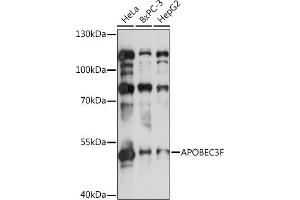 Western blot analysis of extracts of various cell lines, using F antibody (ABIN3016158, ABIN3016159, ABIN3016160 and ABIN6219586) at 1:1000 dilution. (APOBEC3F 抗体  (AA 1-65))