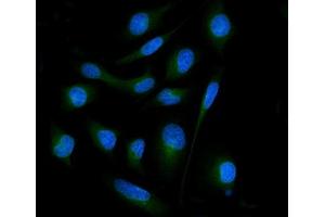 IF analysis of SH3GL2 using anti-SH3GL2 antibody (ABIN7602229). (SH3G2 抗体  (AA 65-292))