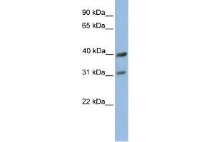 WB Suggested Anti-COX3 Antibody Titration:  0. (COX3 抗体  (C-Term))