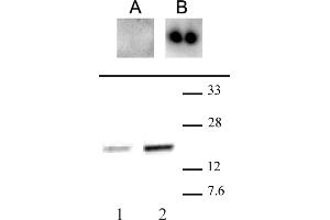 CENP-A phospho Ser18 antibody (pAb) tested by Western blot. (CENPA 抗体  (pSer16, pSer18))