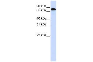 Western Blotting (WB) image for anti-Signal Transducer and Activator of Transcription 3 (Acute-Phase Response Factor) (STAT3) (N-Term) antibody (ABIN2780479)