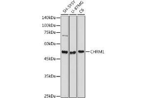 Western blot analysis of extracts of various cell lines, using CHRM1 antibody (ABIN3022210, ABIN3022211, ABIN3022212, ABIN1512760 and ABIN6218670) at 1:1000 dilution. (CHRM1 抗体  (C-Term))